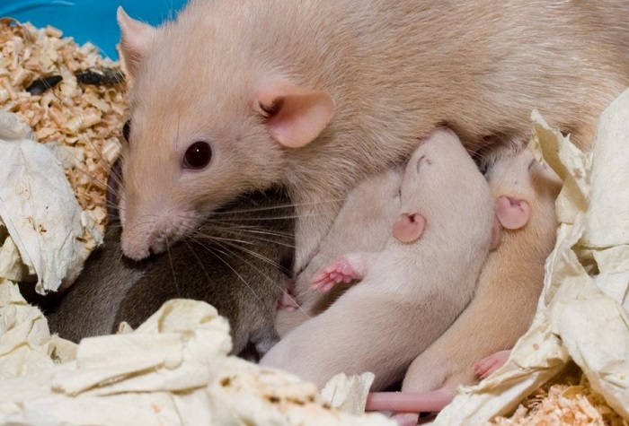 Материнское поведение крысы
