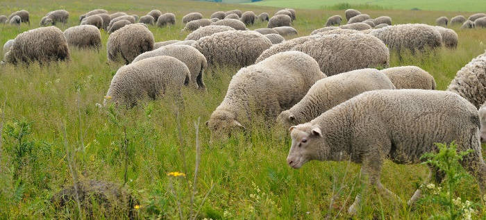 Некробациллез у овец