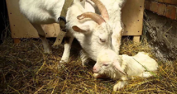 Сколько длится окот у козы первородки?