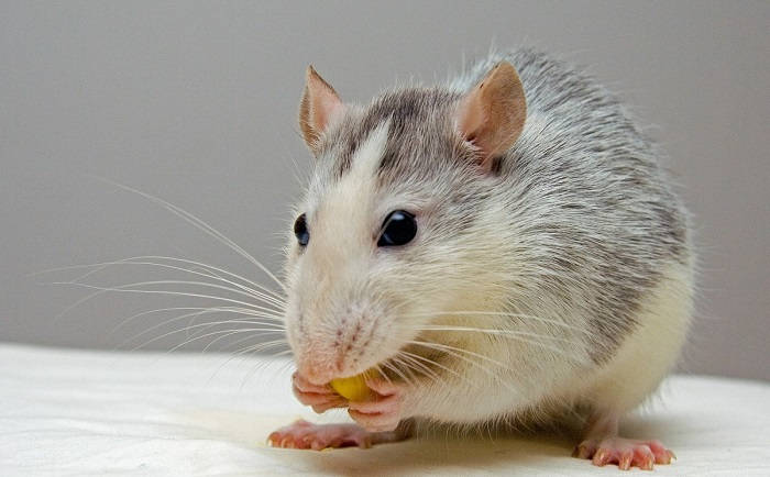 Чем следует кормить домашнюю крысу