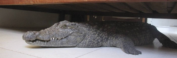 Крокодил в доме