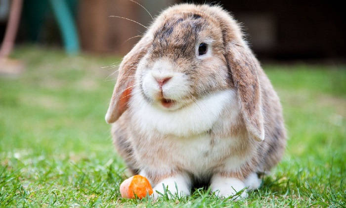 Вислоухий голландский кролик