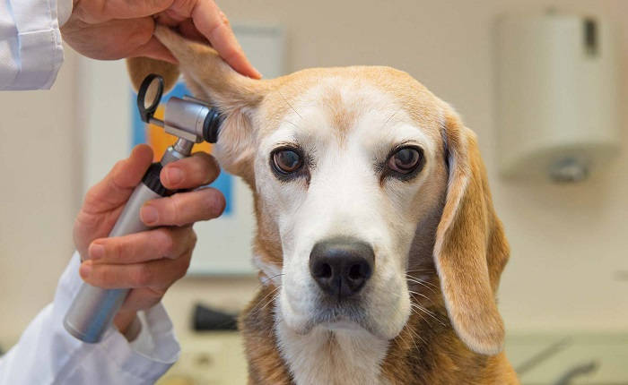 Серозно-катаральное воспаление у собак