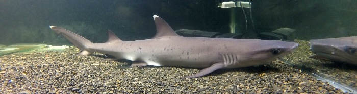 Сложности содержания акулы в аквариуме