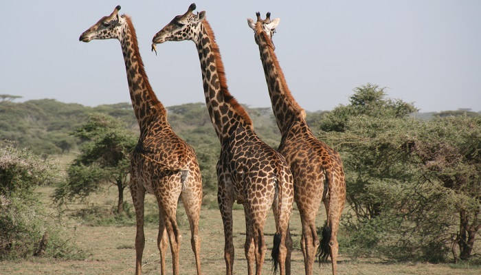 Эти удивительные жирафы