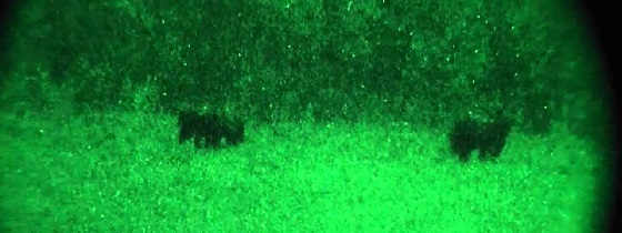 Ночная охота медведя на кабанов