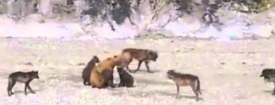 Медведица защищает медвежат от стаи волков