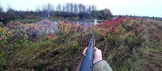 Охота с ружьем МР-155 в октябре