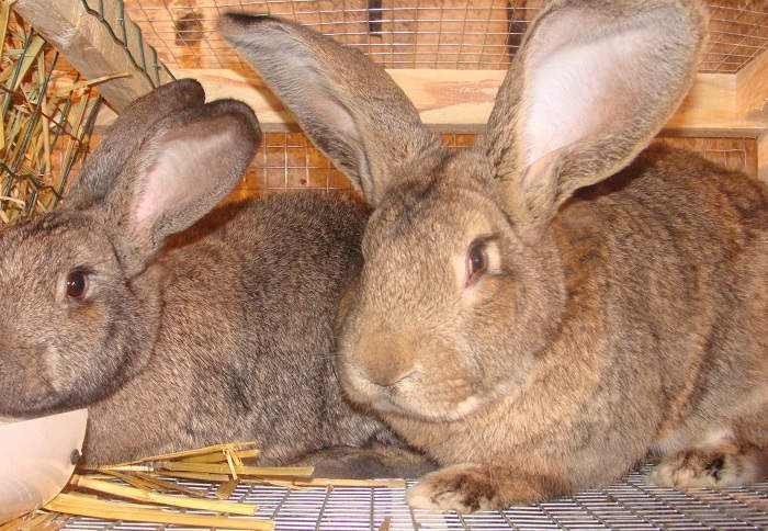 Отличия пород кроликов