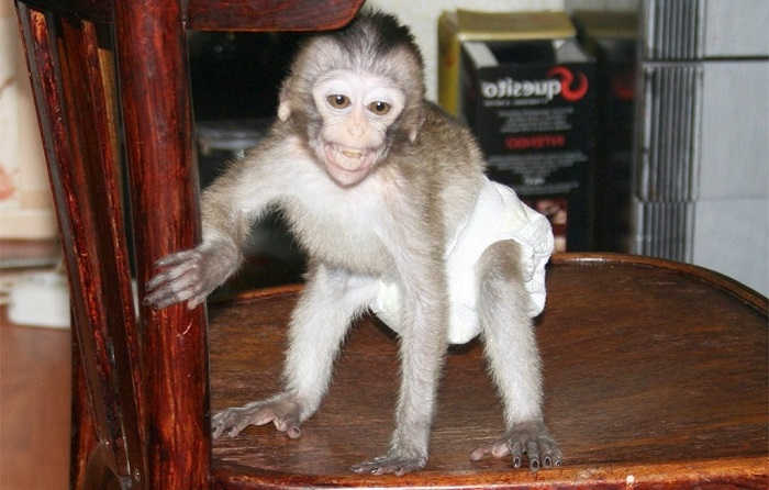 Содержание обезьяны в домашних условиях