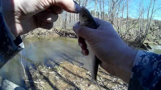 Рыбалка Весной На Удочку С Боковым Кивком