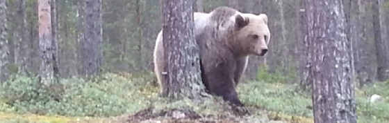 Дикий медведь в Оленегорске