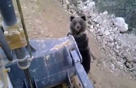 Добрый русский медведь