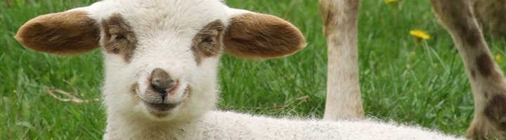 Мастит у овец: как лечить