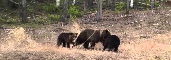 Встреча с медведицей с медвежатами