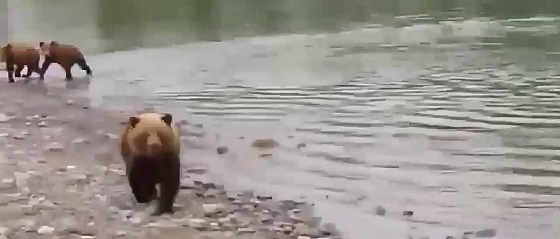 Медведица нападает на рыбаков