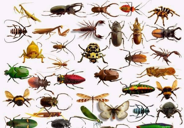 Способ хранения коллекций животных и насекомых