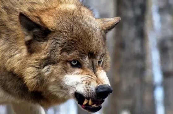 Волк против двух собак