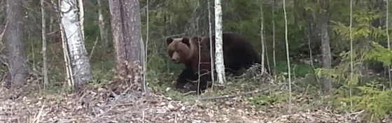 Встреча с медведем в лесу