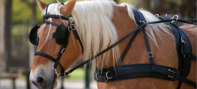 Зачем лошадям закрывают глаза по бокам, шоры на глазах