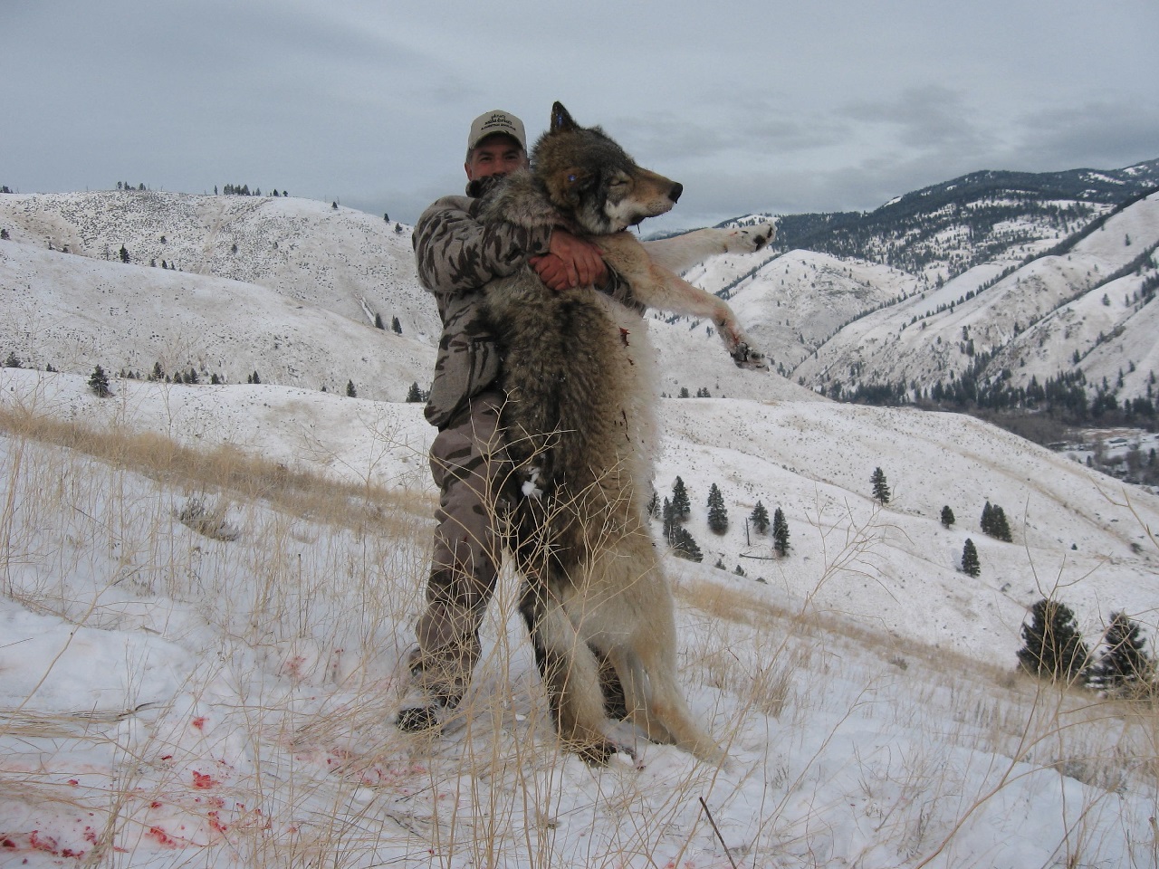 рассказ про охоту на волка