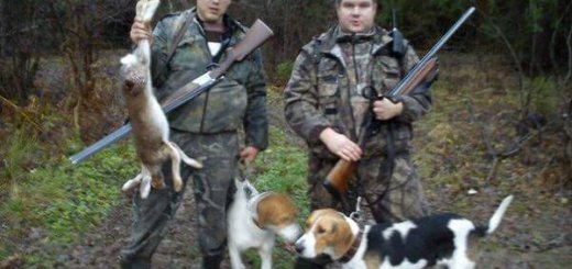 Охота на зайца с гончими