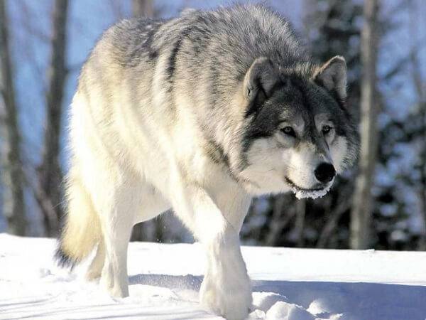 Хищник - волк