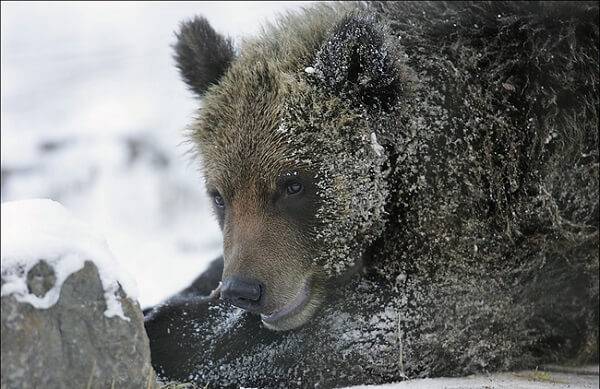 Бу­рый медведь