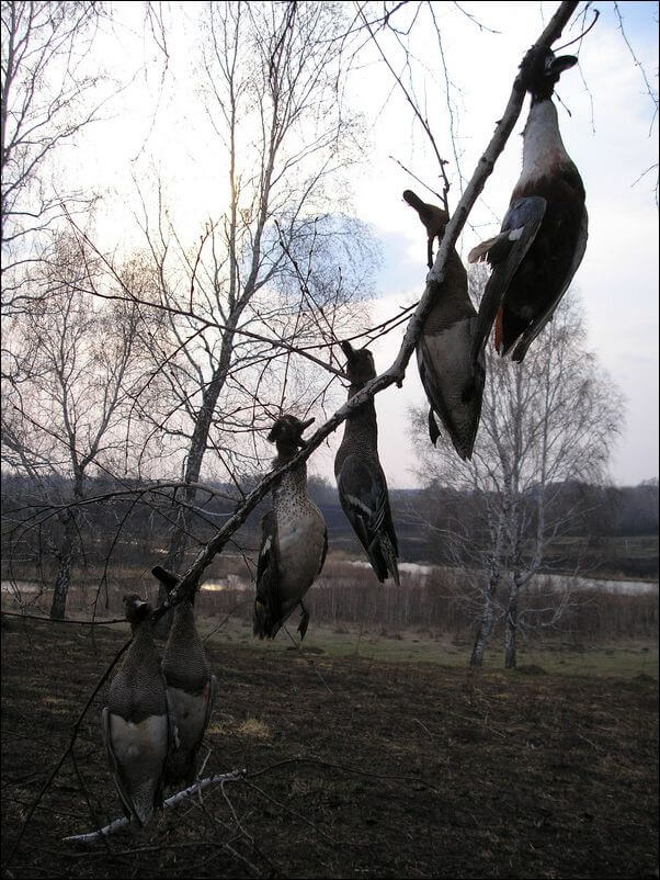 Хранение дичи