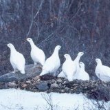 Ловля белой куропатки