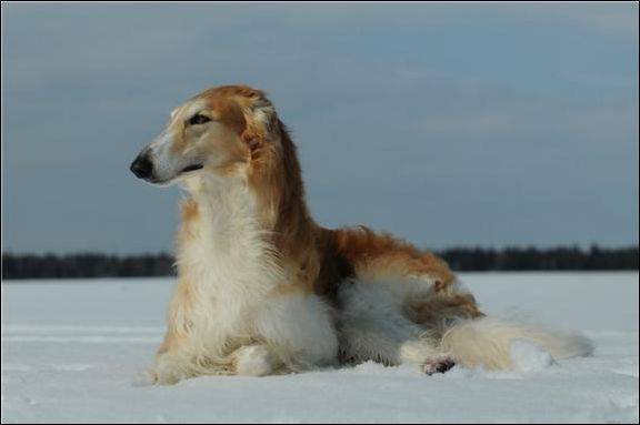 Русская псовая борзая