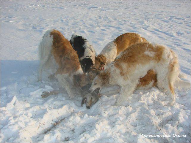 Злоба русской псовой борзой