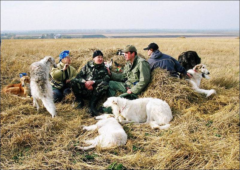 Охота с собаками