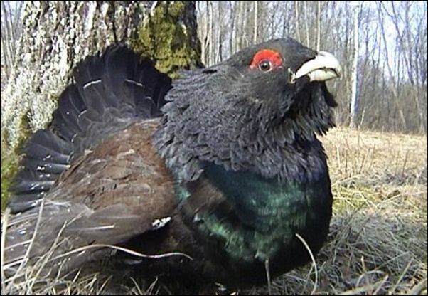 Учет боровой дичи