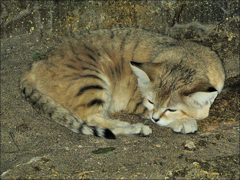 Барханный кот