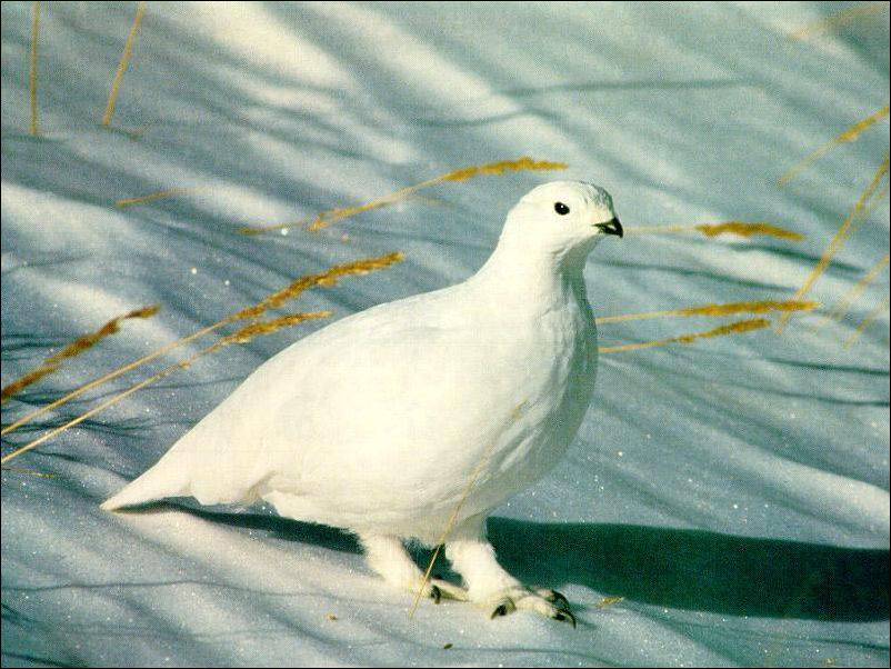 Белая куропатка