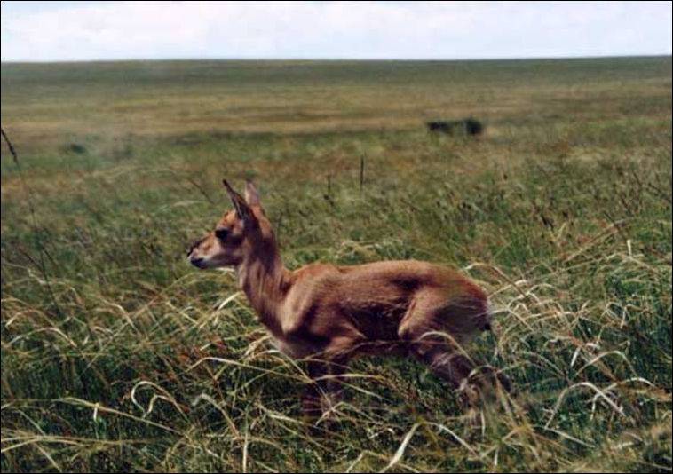 Дзэрен