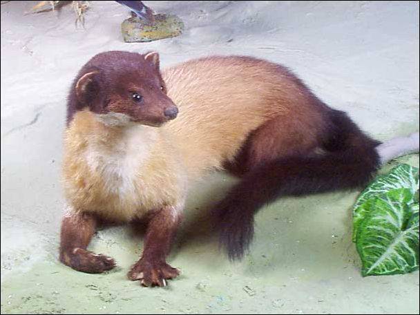Харза