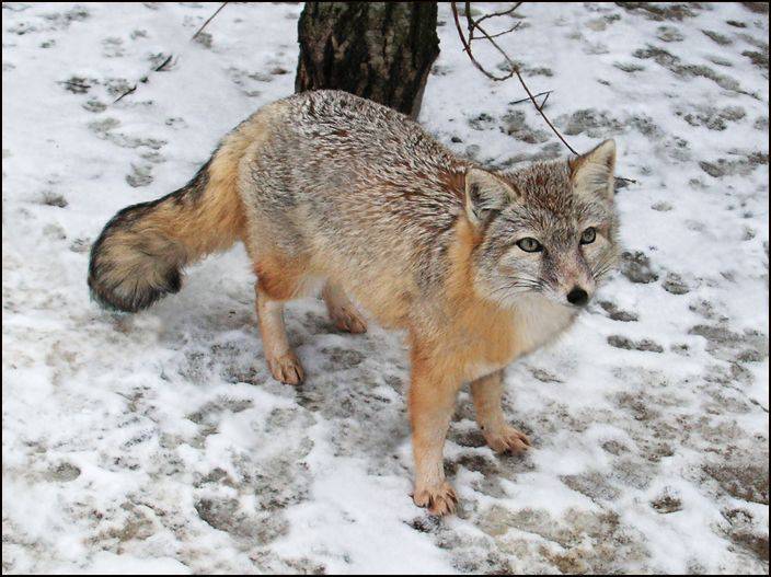 Корсак