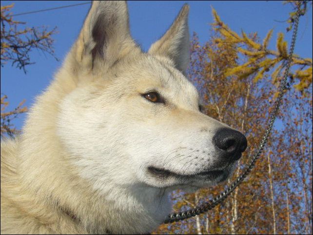 Лайка