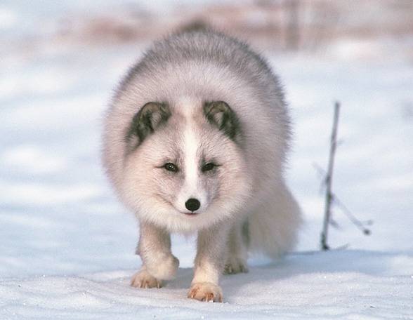 Песец