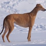 Грейхаунд