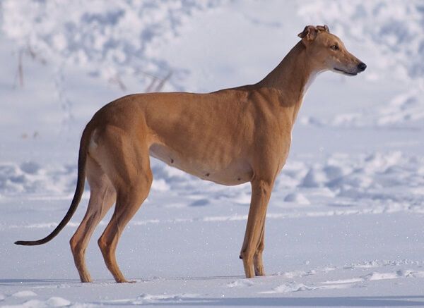 Грейхаунд