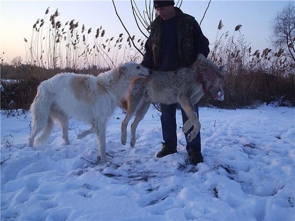 Охота с борзой в России