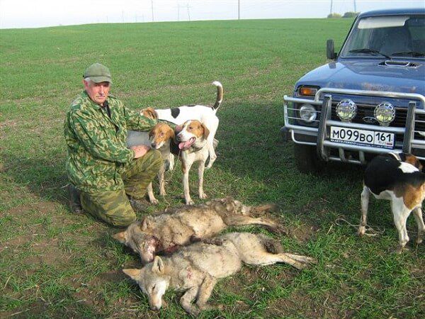 Охота на волков с гончими