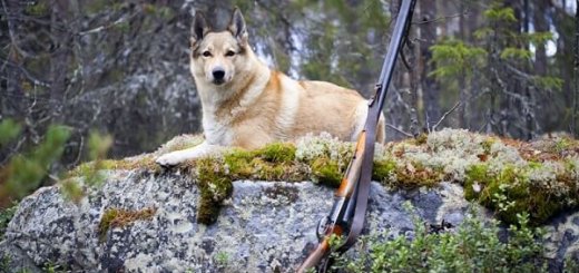 Подготовка собак к охоте