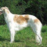 Борзая