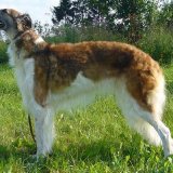 Русская псовая борзая