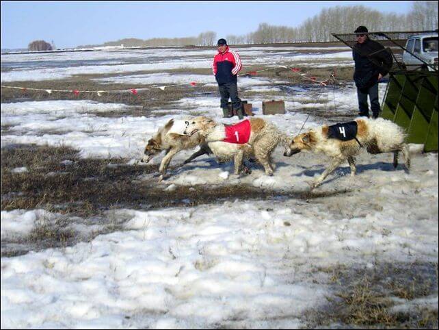 Испытания борзых