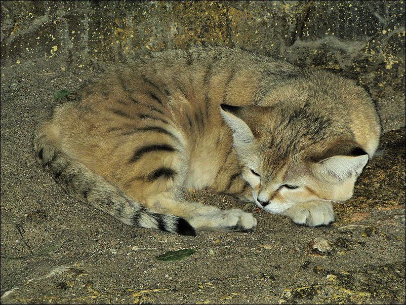 Барханный кот